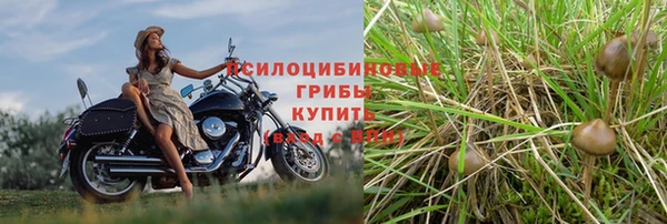 прущие грибы Арсеньев